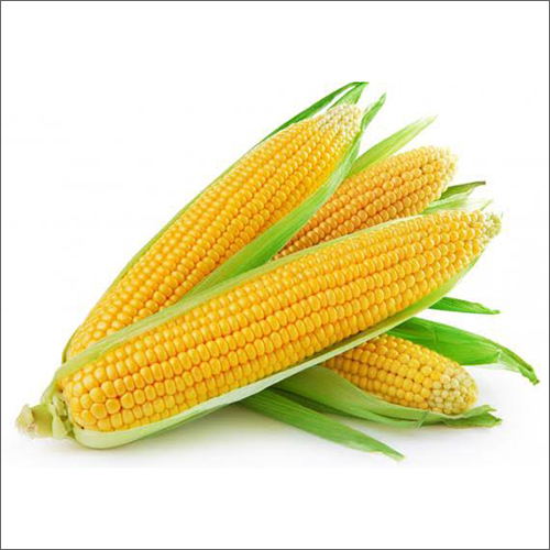 Maize / Corn